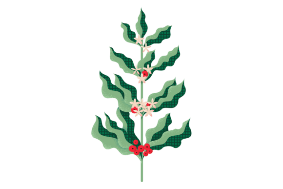 Coffee Plant Branch. Decorative Texture Graphics